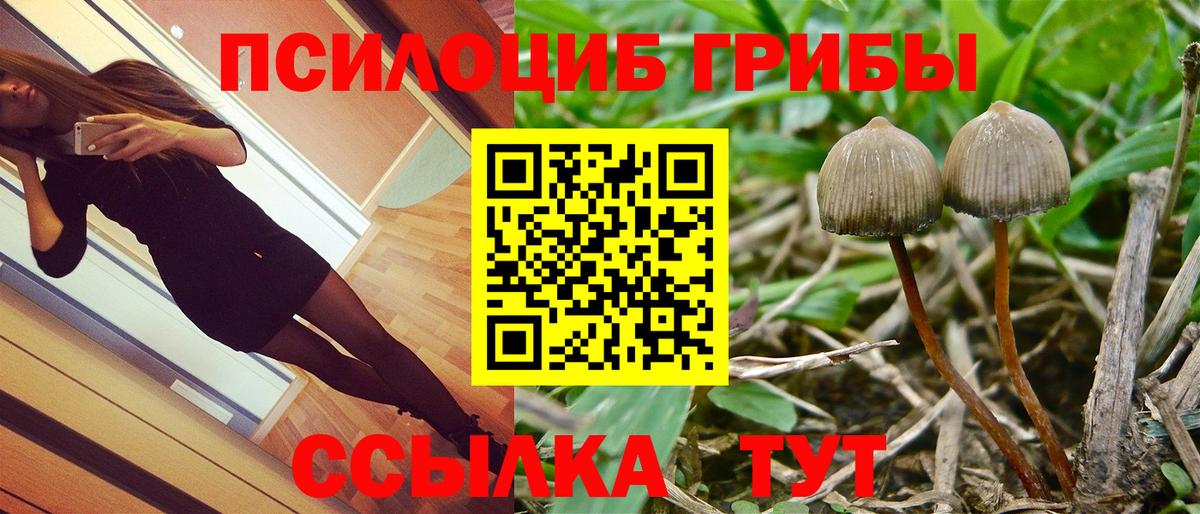 Псилоцибиновые грибы Psilocybe Нерюнгри